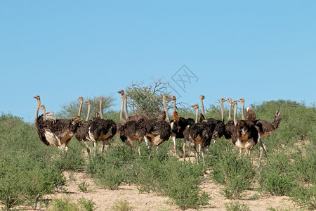 南非卡拉哈里沙漠自然栖息地南非卡拉哈里沙漠中的什楚蒂奥海骆驼群环境天女图片