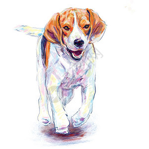 友好跑步白色背景下奔跑的比格犬数字绘画狗图片
