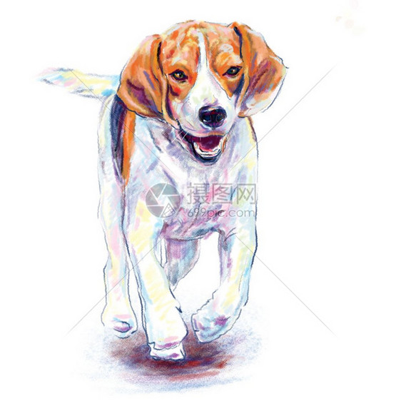 友好跑步白色背景下奔跑的比格犬数字绘画狗图片