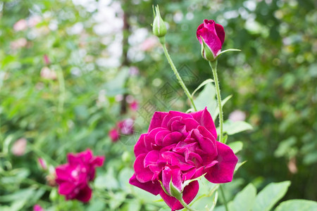 花园的紫玫瑰灌丛股票照片植物群叶子美丽的图片