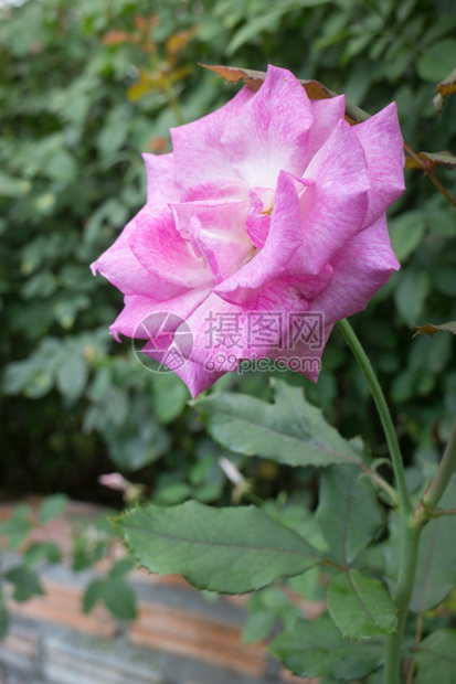 紫色的自然花瓣园紫玫瑰灌丛股票照片图片