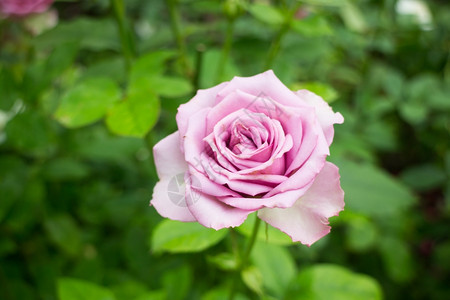 自然植物群花园的紫玫瑰灌丛股票照片植物学图片