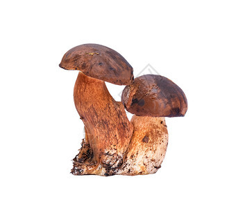 白色的两杯鸡腿蘑菇中孤立的圆圈用光滑棕色帽子关闭欧洲和北美可食用蘑菇生的新鲜牛肝菌图片