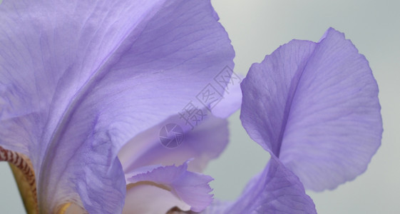 蓝色鸢尾花特写芦笋蓝色的植物图片