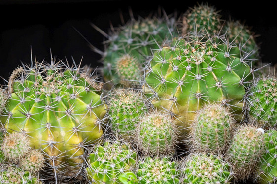 细节地面上许多仙人掌地面上的许多仙人掌植物群花图片