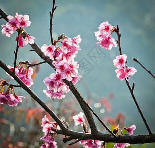 美丽的喜马拉雅野生樱桃盛开户外麦花瓣图片