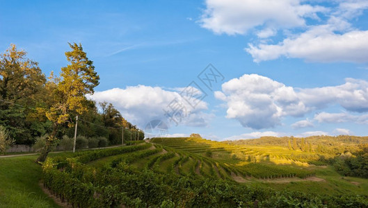 绿色葡萄酒夏季的植物园与蓝色天空和云彩对抗乡村的图片
