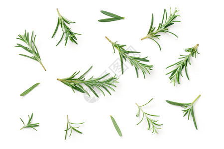草本植物最佳绿色罗斯玛丽在白背景上被孤立平坦的地面视图图片