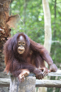 棕色的具有自然特印度奥兰古斯坦猿动物园图片