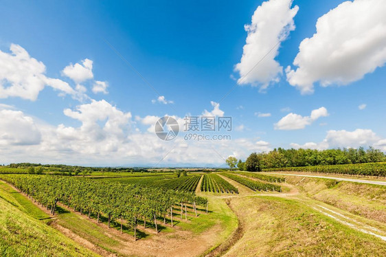 夏天季的植物园与蓝色天空和云彩对抗场地绿色图片