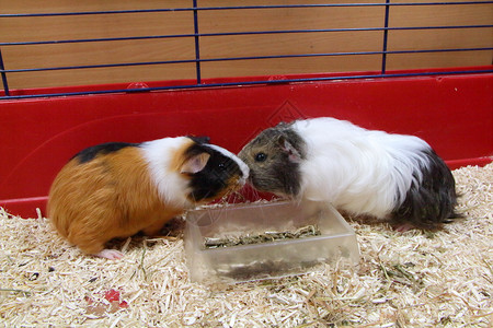 几内亚啮齿动物网格两头豚鼠和猪的瓜子关在笼里高清图片