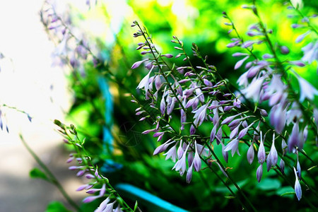 植物方向对角生鲜花bokeh背景对角生鲜花bokeh背景hd图片