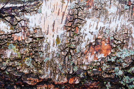 老的木树皮纹理桦背景木纹理棕色的干图片