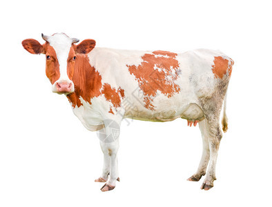 整头奶牛美丽的年轻小母牛被孤立在白色有趣的红斑马肖像上紧贴农场动物相机乳房牛奶图片