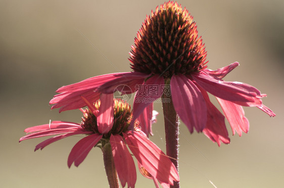 紫锥花粉红色药用花开特写紫锥美丽顺势疗法自然图片