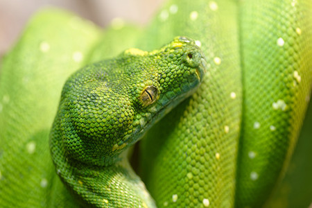 自然绿蛇色树皮莫雷利亚维里迪斯近镜头有选择的焦点绿化毒蛇图片