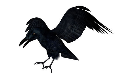 野生动物黑乌鸦在白色背景下飞行3D变黑乌鸦飞3D变形象的翅膀图片
