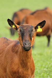 正面耳朵在一片绿草原上站在背景中其他人面前的棕色山羊肖像起司图片