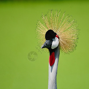 王冠鸟类学美丽的灰冠鹤蓝色的眼睛和红毛绒头部情况喙图片