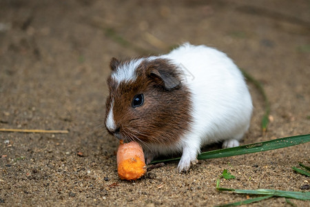 毛茸几内亚猪吃胡萝卜卡维亚阿皮埃比干草户外图片