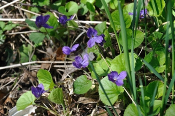 户外紫蓝色ViolaOdorata花朵于4月在瑞典森林野生绽放盛开背景图片