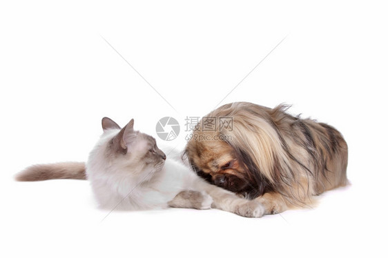 猫咪和狗图片