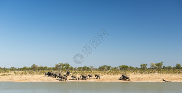 天空晴朗的非洲大象群图片