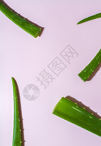 化妆品植物Aloevera在粉红背景上的叶子和相矛盾背景以及散落阿洛e健康与美貌概念叶片维拉图片