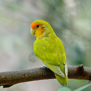 喙美丽的鸟儿Lovebird站立树枝背面侧写宠物蔷薇科利斯图片