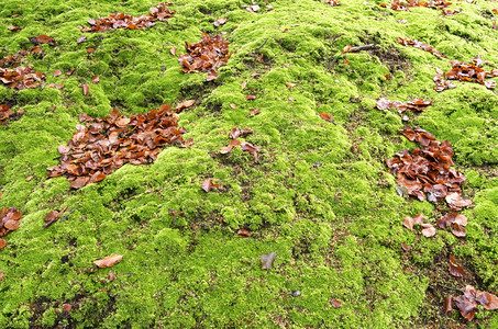 装饰湿苔藓荷兰瓦塞纳尔Wiltzangk庄园古老花中的Moss图片