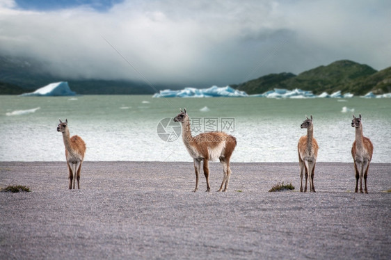 动物智利南部巴塔哥尼亚TorresdelPaine公园的一群GuanacoLamaguanicoe潘恩图片