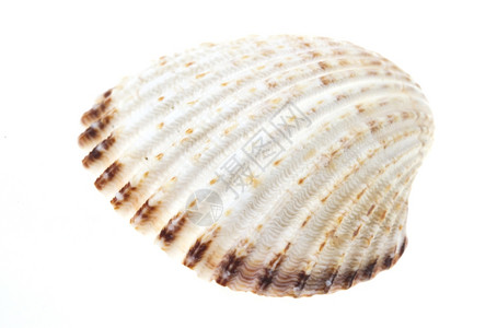 甲壳类动物装饰风格海滩孤立的壳图片