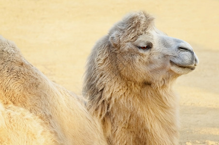 头发动物群一个驼峰骆在沙地上说谎的肖像图片