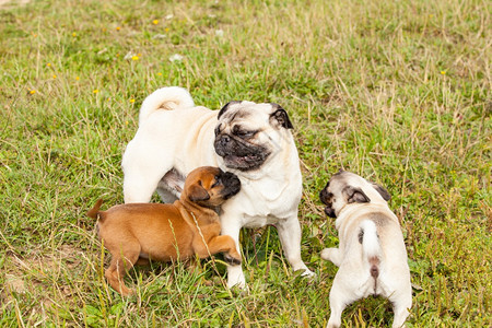 和斗牛犬玩小狗游戏的公牛哺乳动物可爱的肖像图片