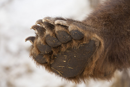毛皮荒野有爪子的棕熊蓬松图片