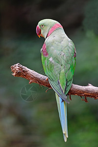 绿鹦鹉鸟雄亚历山大鹦鹉Psittaculaeupatria背部轮廓美丽的阮詹禽类图片