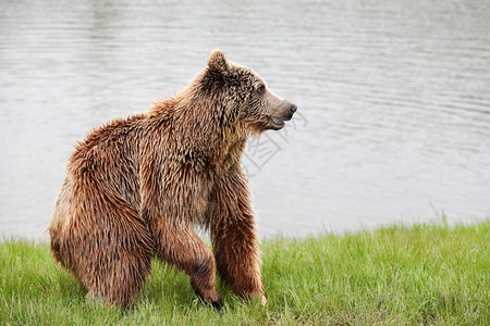肖像棕熊在大自然中加拿捕食者图片