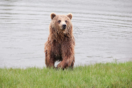 棕熊在大自然中色的脸猎人图片