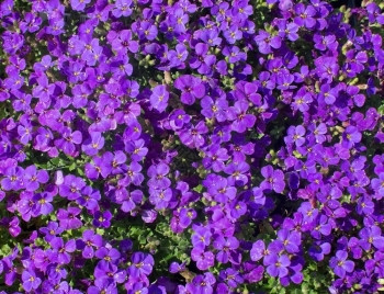 植物花瓣园紫奥布里西亚花朵全框架紫奥布里西亚花卉全框架5月盛满了鲜花图片