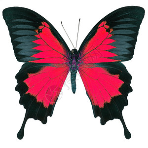尤利西斯丰富多彩的红色飞行美丽红色蝴蝶蓝皇帝色的山皮利奥乌合金彩色图案白背景孤立背景