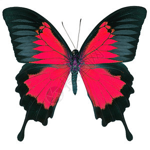丰富多彩的红色飞行美丽红色蝴蝶蓝皇帝色的山皮利奥乌合金彩色图案白背景孤立图片