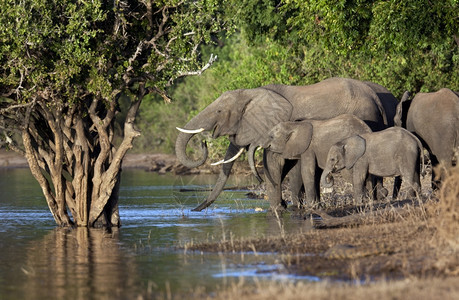 在博茨瓦纳乔贝公园的河喝水非洲象群形目大量的自然图片