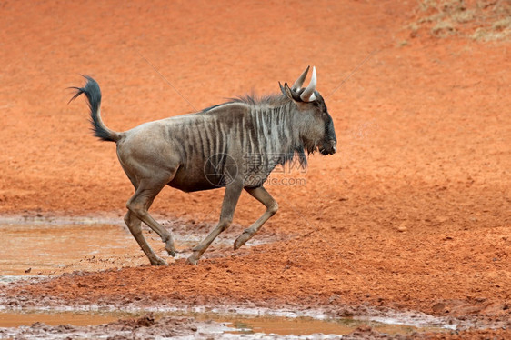 生存一种蓝色角马Connochaetestaurinus奔跑南非莫卡拉公园哺乳动物图片