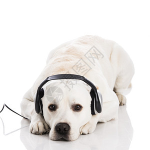 实验室声音的美丽拉布多狗在说谎和听音乐动物图片