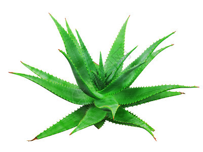 关心白底隔离的Aloevera植物绿色多汁的图片