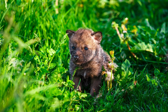 春天美丽的欧洲灰狼熊在春日的草地上灰狼熊在草地上图片