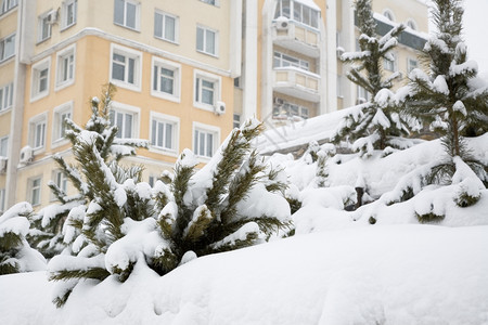 木质的景观暴风雪207年1月西伯利亚新比尔斯克红大道雪风暴图片