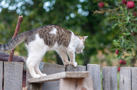 猫咪在木栅栏上行走图片