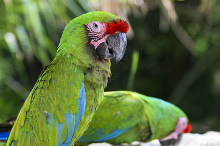 金刚鹦鹉生活眼睛墨西哥的红绿鹦鹉图片