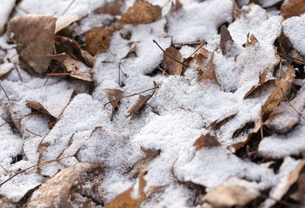 一种在寒冷的冬天雪覆盖干叶oopicapi棕色的图片